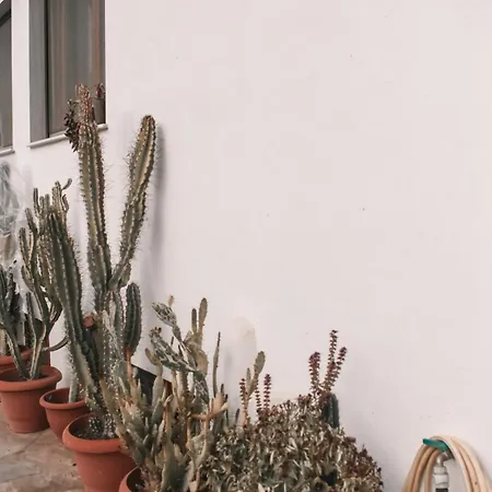 Cactus * Stratonion